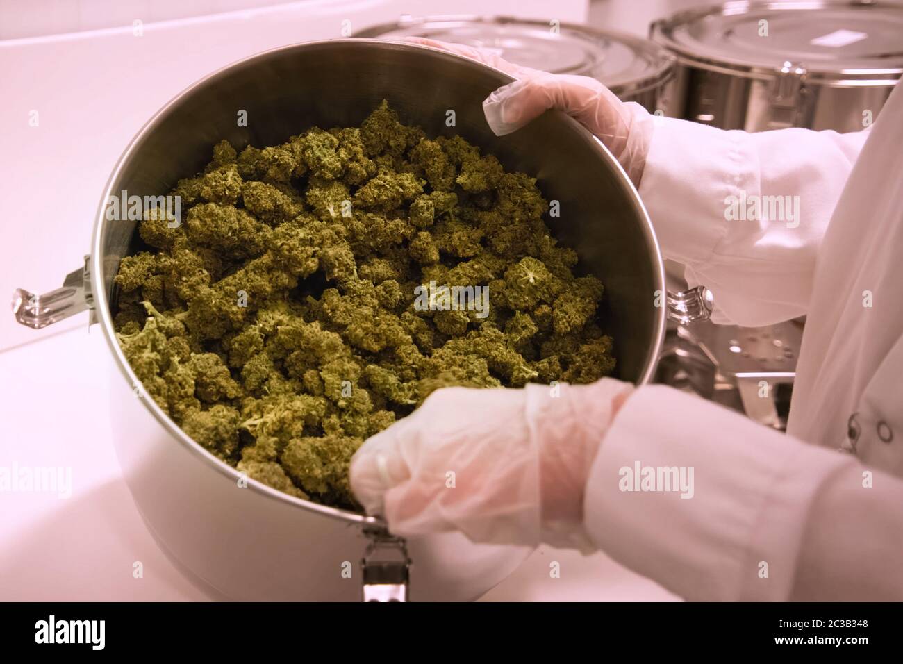 Marihuana in der Pfanne. Cannabis-Blütenstände in einem Topf in einem Labor. Stockfoto