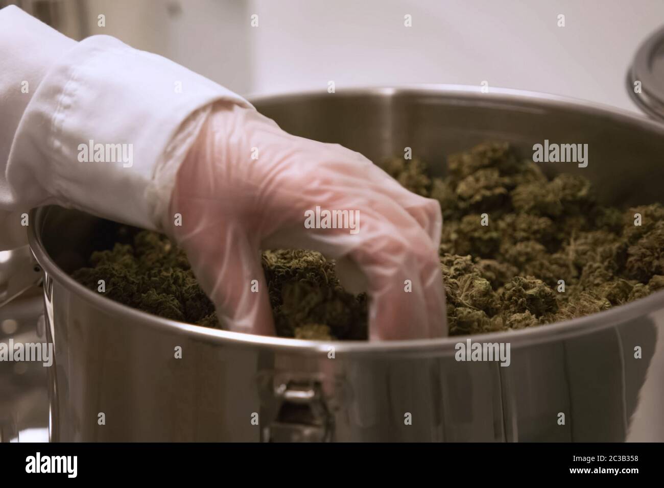 Marihuana in der Pfanne. Cannabis-Blütenstände in einem Topf in einem Labor. Stockfoto