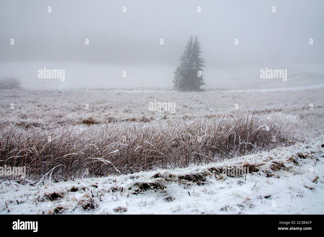 Winterlandschaft im kalten Nebel Stockfoto