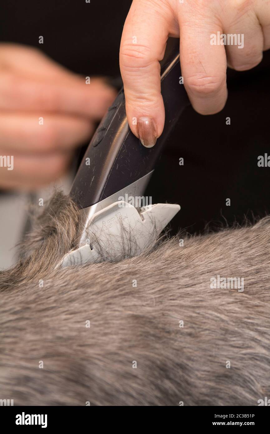 Tierbarbier - Ausrüstung Stockfoto
