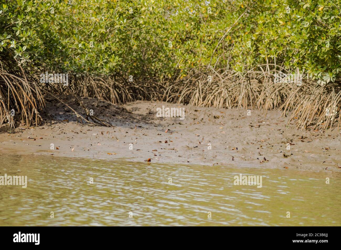 Gambia Mangroven. Green mangrove Bäume im Wald. Gambia. Stockfoto