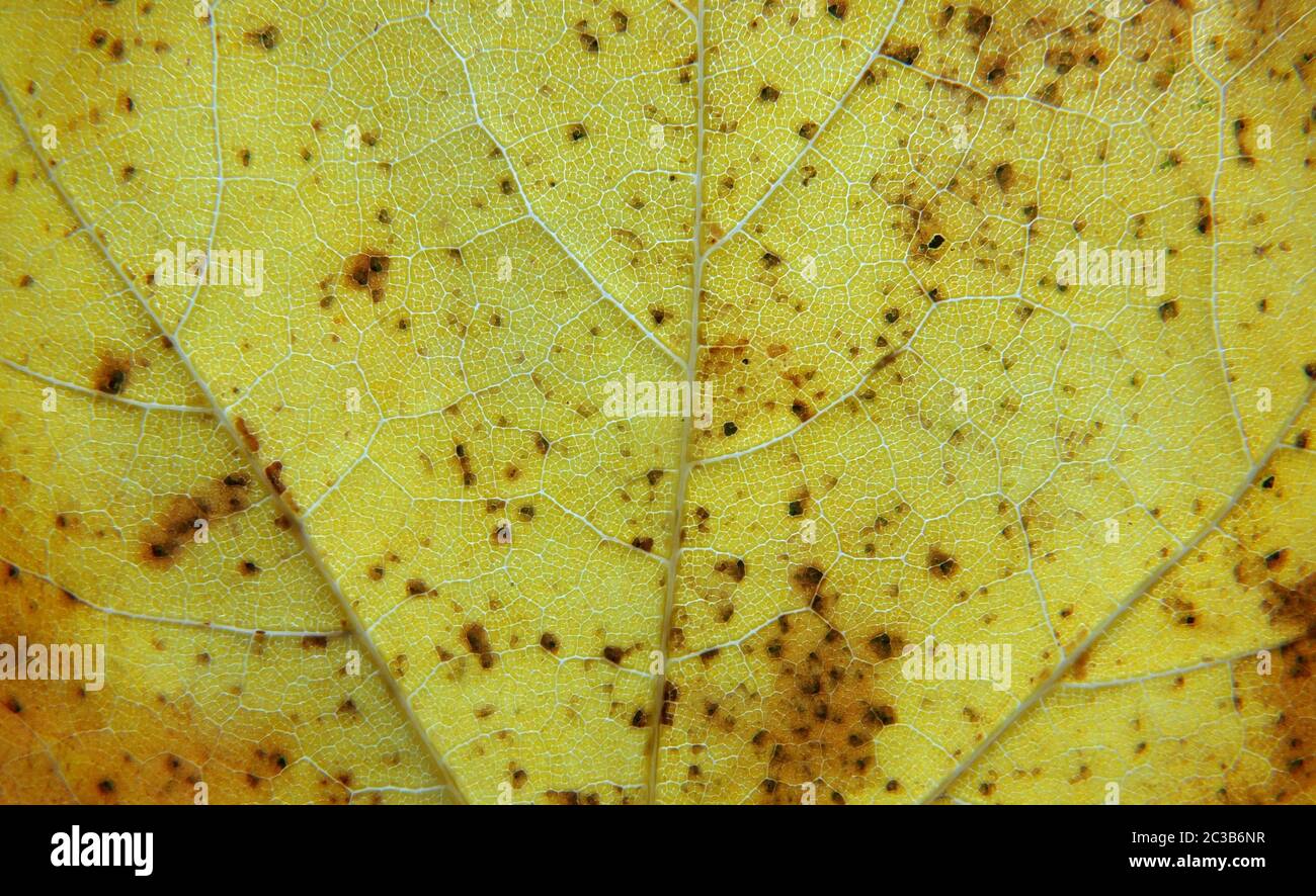 Vollformat Nahaufnahme eines gelben Herbstblattes mit braunen Flecken Adern und Zellen im Detail gezeigt Stockfoto