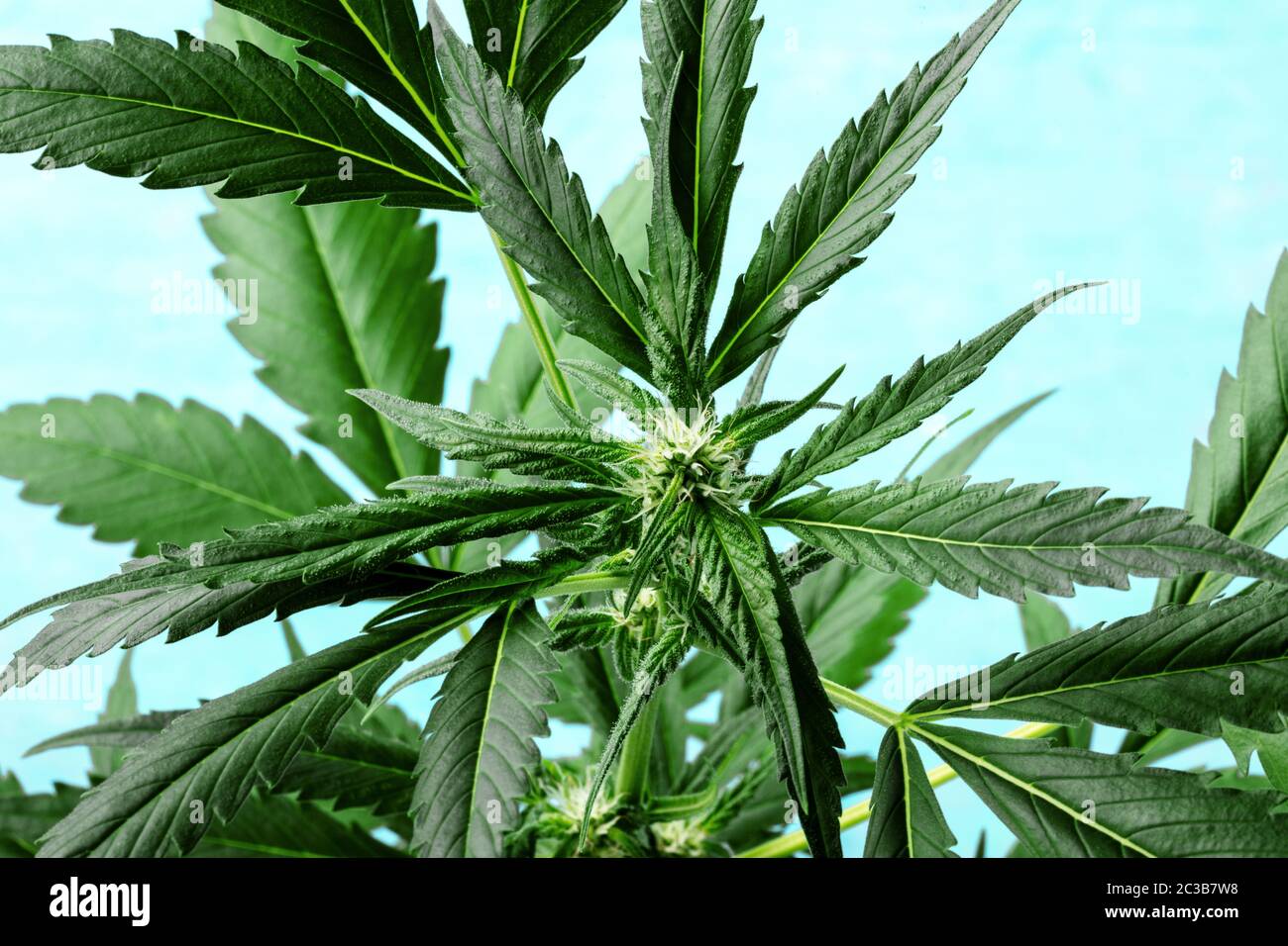 Cannabis mit lebhaften Blättern, Stigmen und Trichomen, auf blauem Grund, wachsende Marihuana-Pflanze Stockfoto
