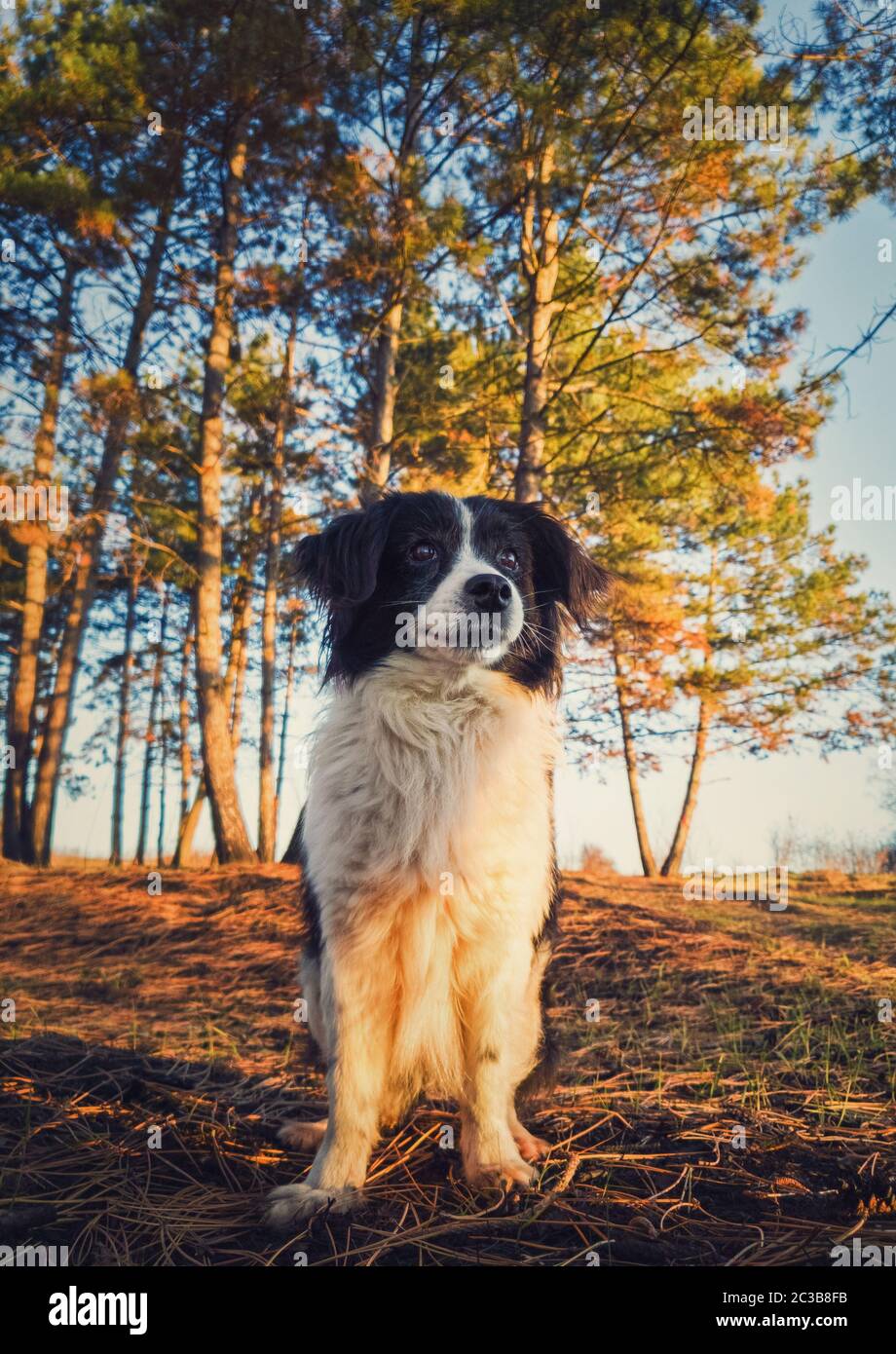 Vertikales Porträt eines lieblichen Border-Collie-Hundes in der Natur, der einen ernsthaften Ausdruck über dem Kiefernwaldhintergrund darstellt. Schöne Szene mit weich, o. Stockfoto
