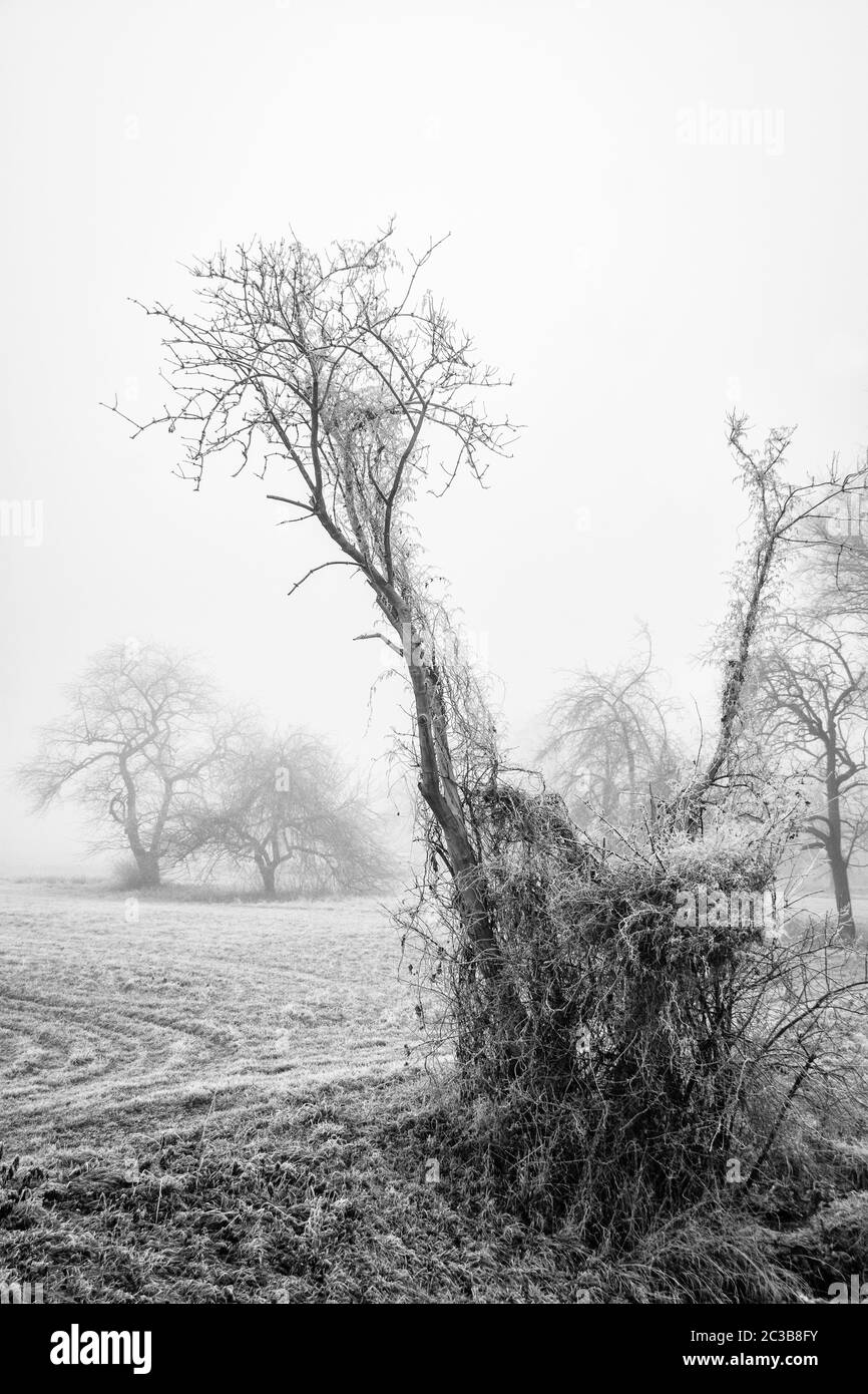 Bäume im Winter mit Reif Stockfoto