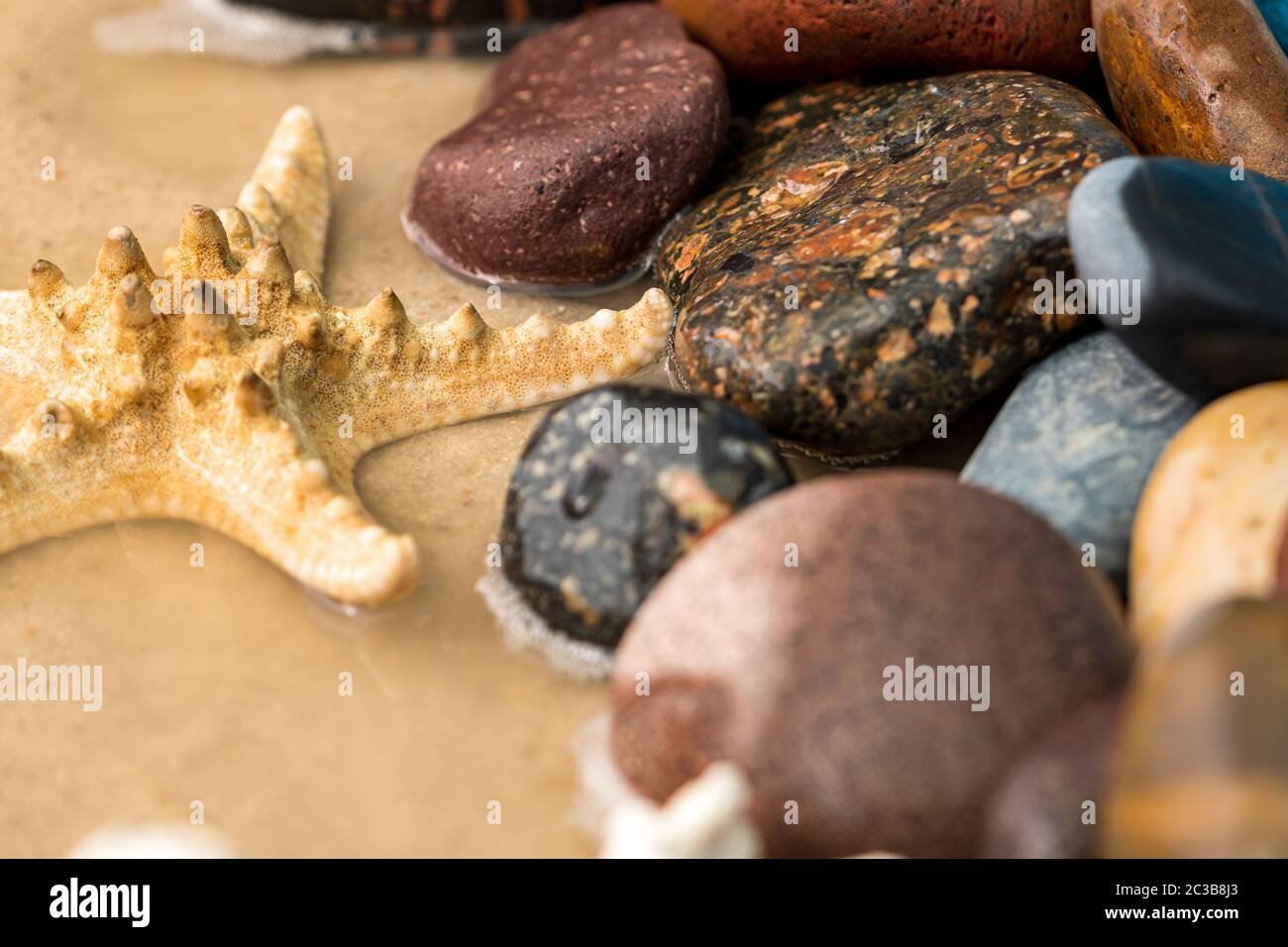 Seesterne auf den Felsen neben Schnecken verschiedener Größen Stockfoto