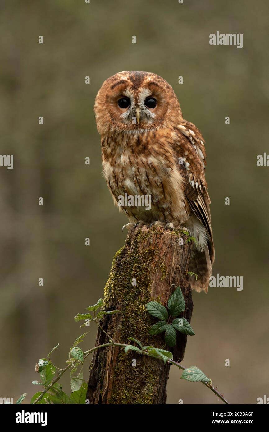 Tawny OWL, sitzt auf einem alten Pfosten mit Brambles. Stockfoto