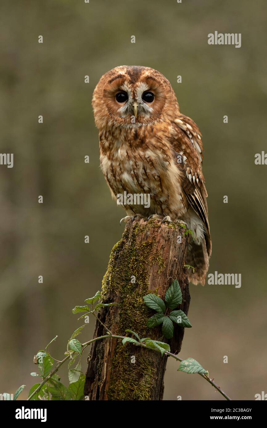 Tawny OWL, sitzt auf einem alten Pfosten mit Brambles. Stockfoto