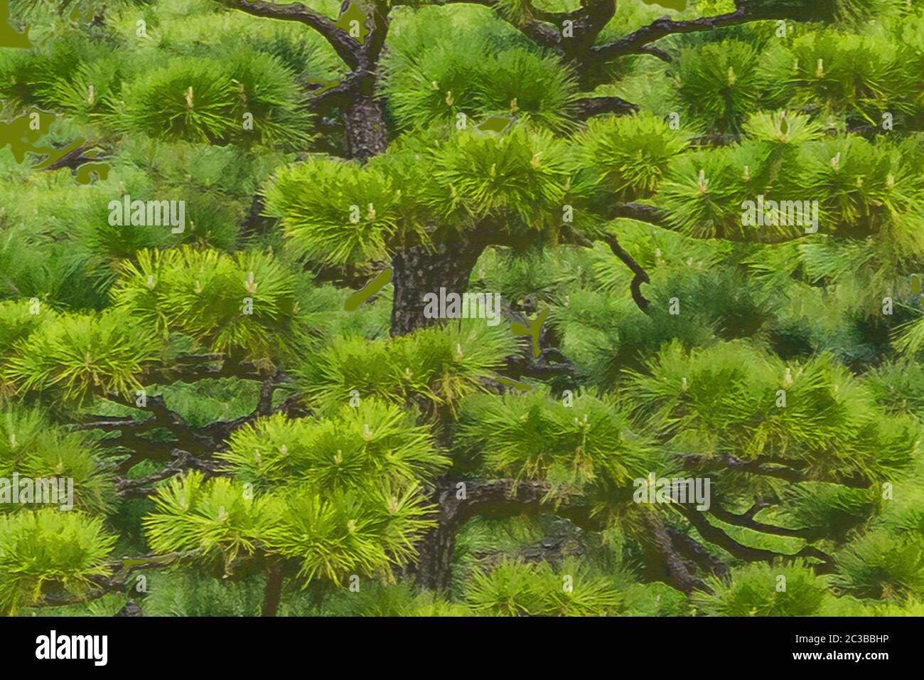 Detailfoto Des Baumes – Hintergrund Stockfoto