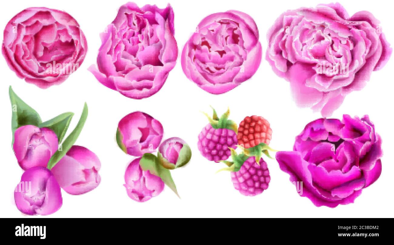 Aquarell Himbeere, leuchtend rosa Rosen und Tulpenblüten mit grünen Blättern. Vektorset Stock Vektor
