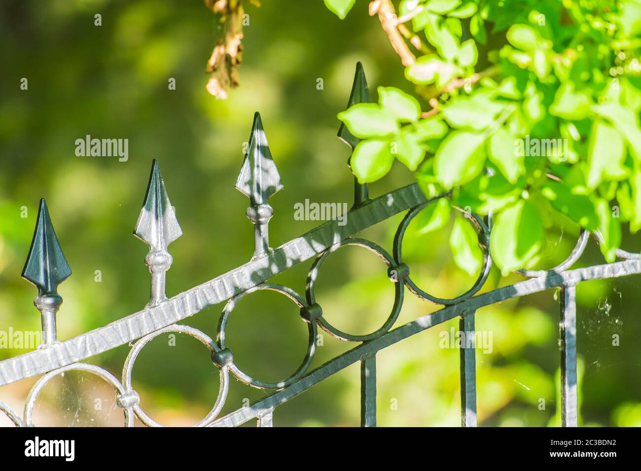 Eisenzaun mit Kletterpflanze im Sonnenschein UK Stockfoto