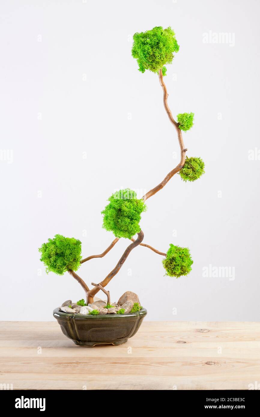 Marimo Moos Ball Baum Bonsai Baum auf Holztisch Stockfotografie - Alamy