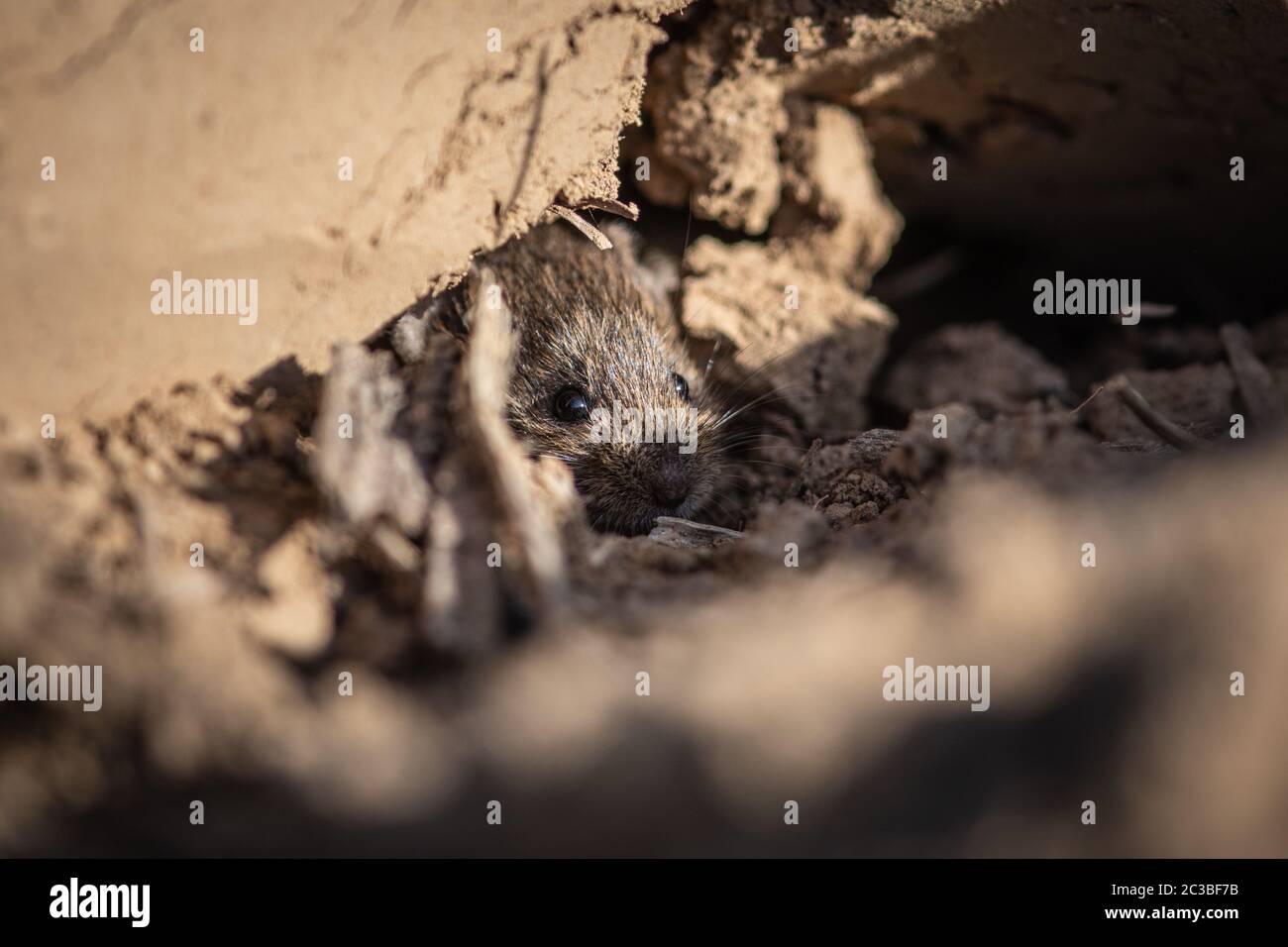 Adorable Wood Mouse (Apodemus sylvaticus) in seinem natürlichen Lebensraum, versteckt sich in einem Loch. Diese niedliche Maus ist in ganz Europa zu finden und ist eine Ve Stockfoto
