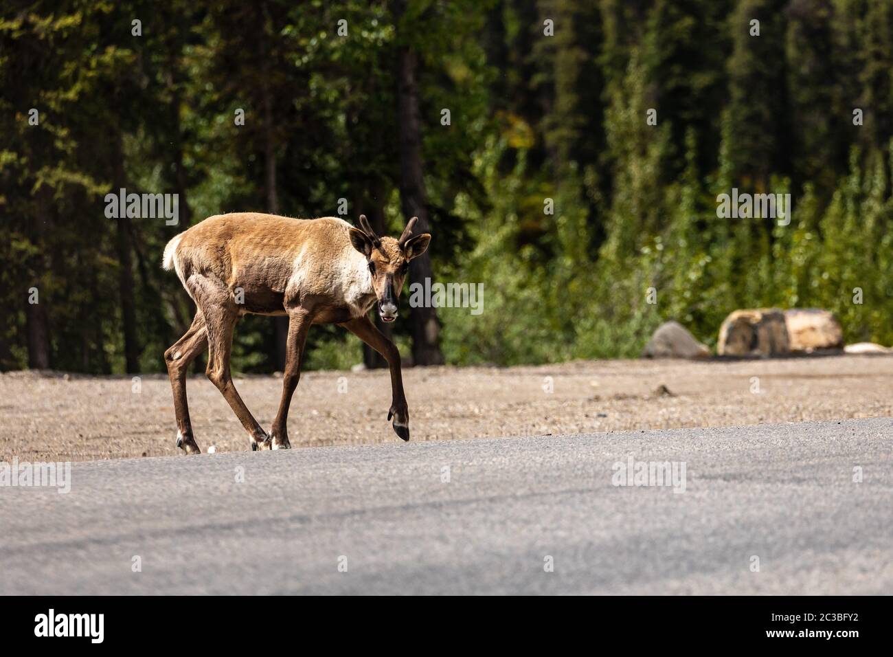 Eine Caribou entlang des Alaska Highway Stockfoto