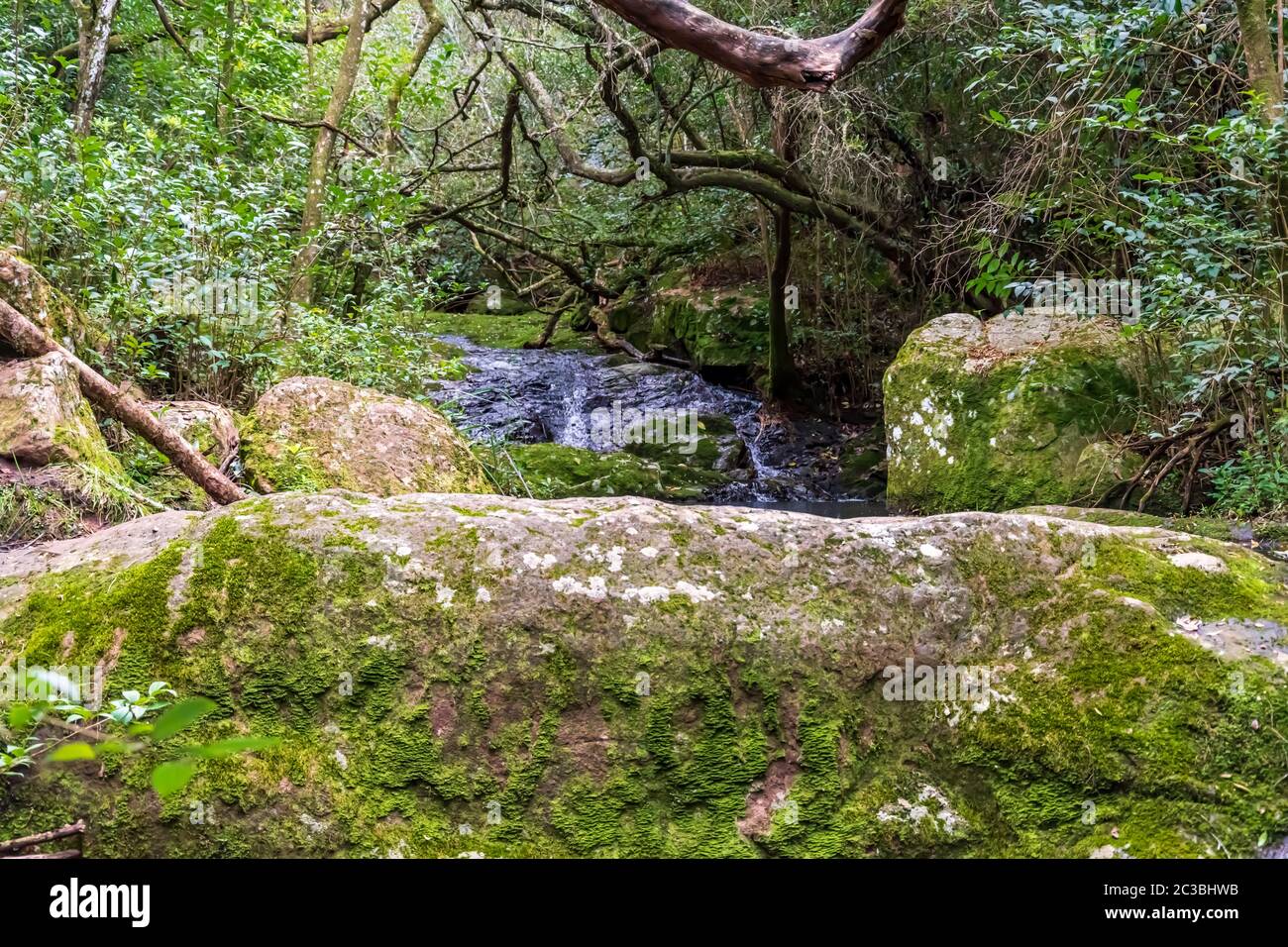 Natur in den Bergen südamerikas Parks mit indigener Flora Stockfoto