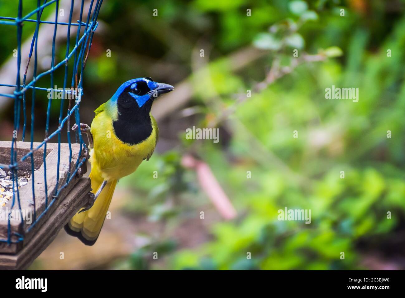 Ein grüner Jay im Estero Llano Grande State Park, Texas Stockfoto