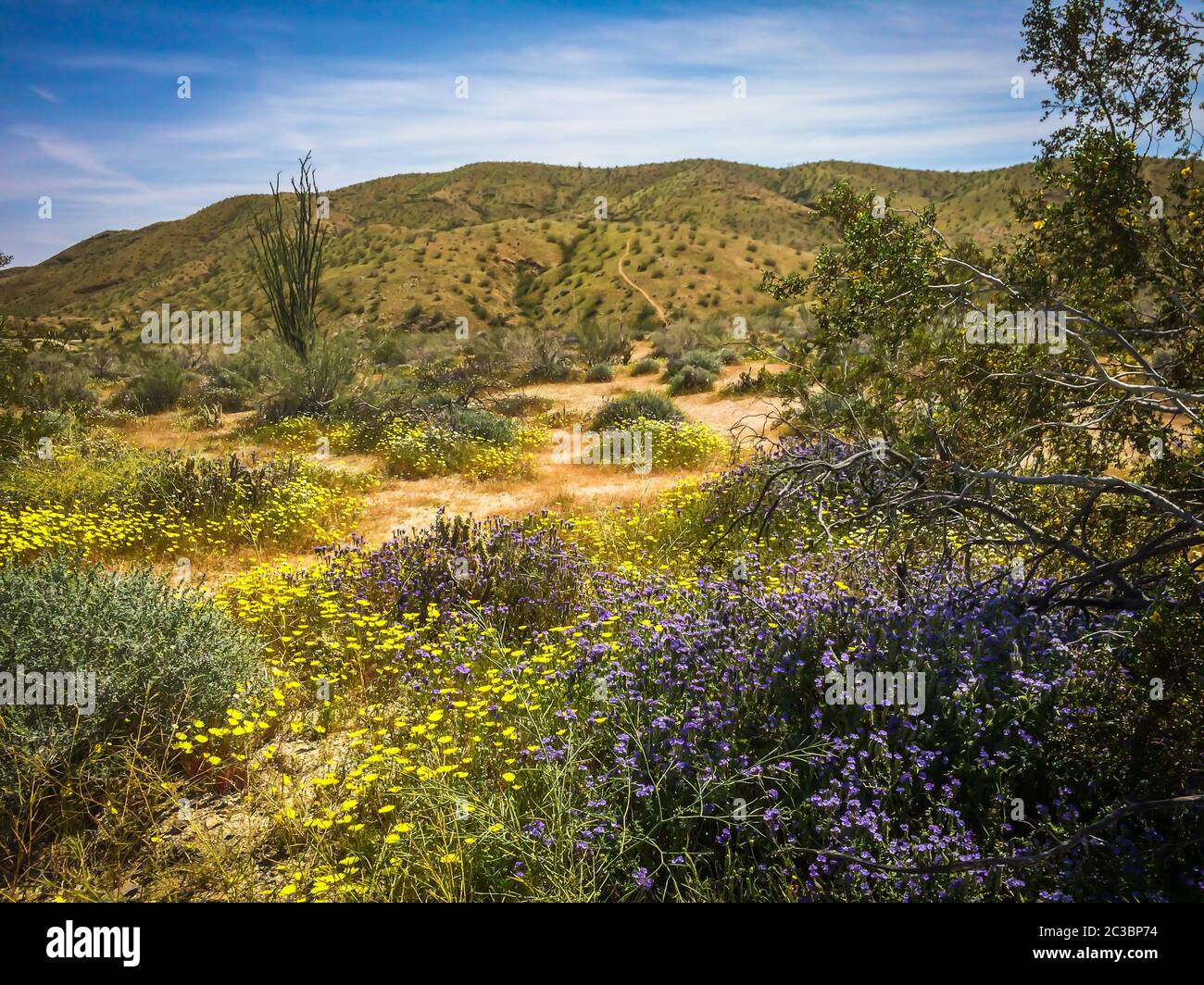 Landschaft des Anza-Borrego Desert State Park im Frühling Stockfoto