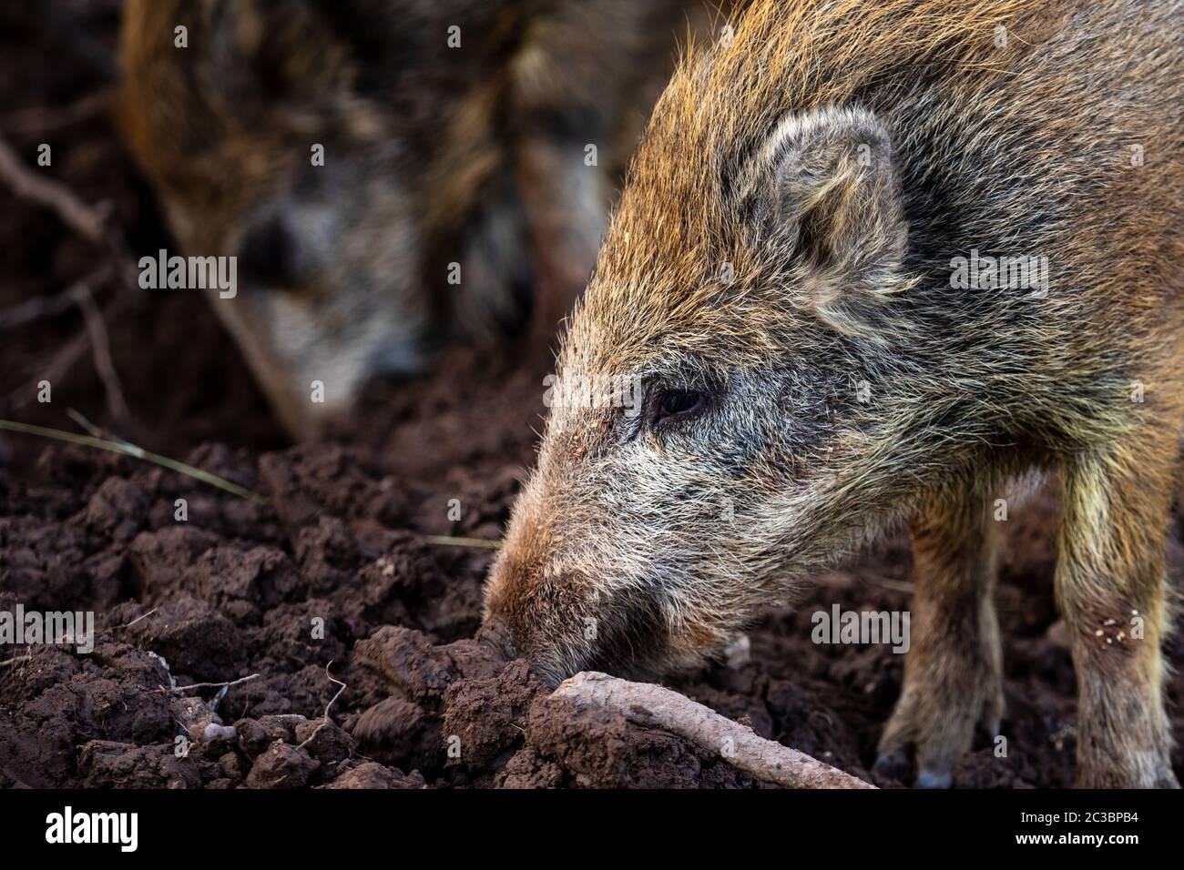 Junges Wildschwein im Wald Stockfoto