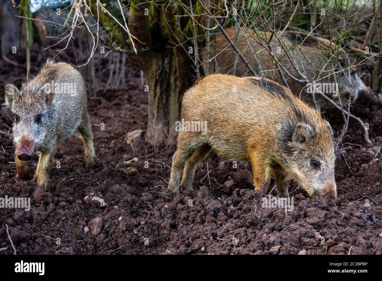 Junges Wildschwein im Wald Stockfoto