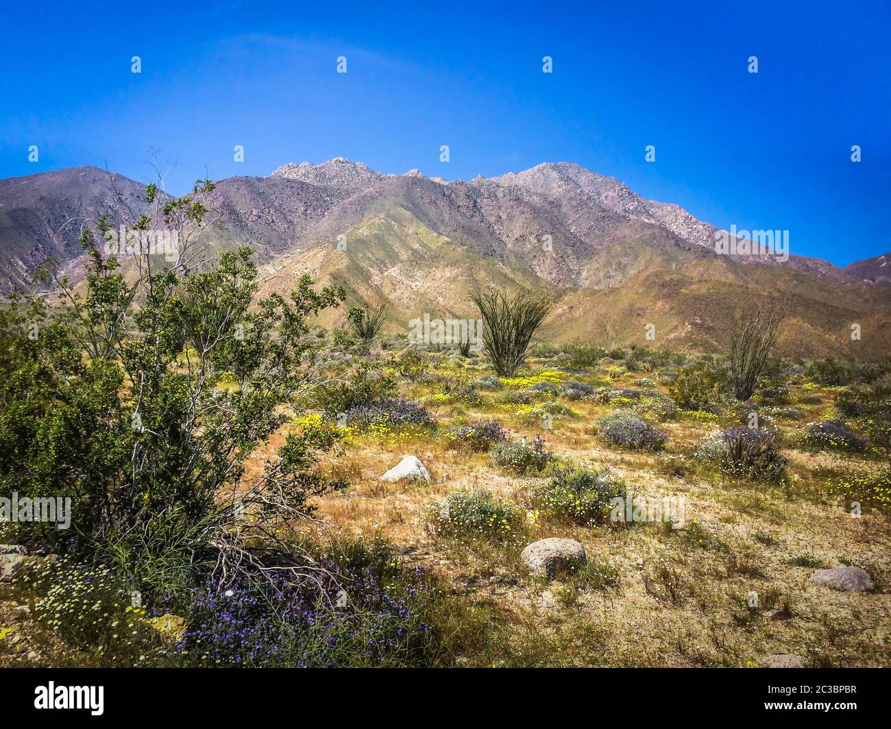 Landschaft des Anza-Borrego Desert State Park im Frühling Stockfoto