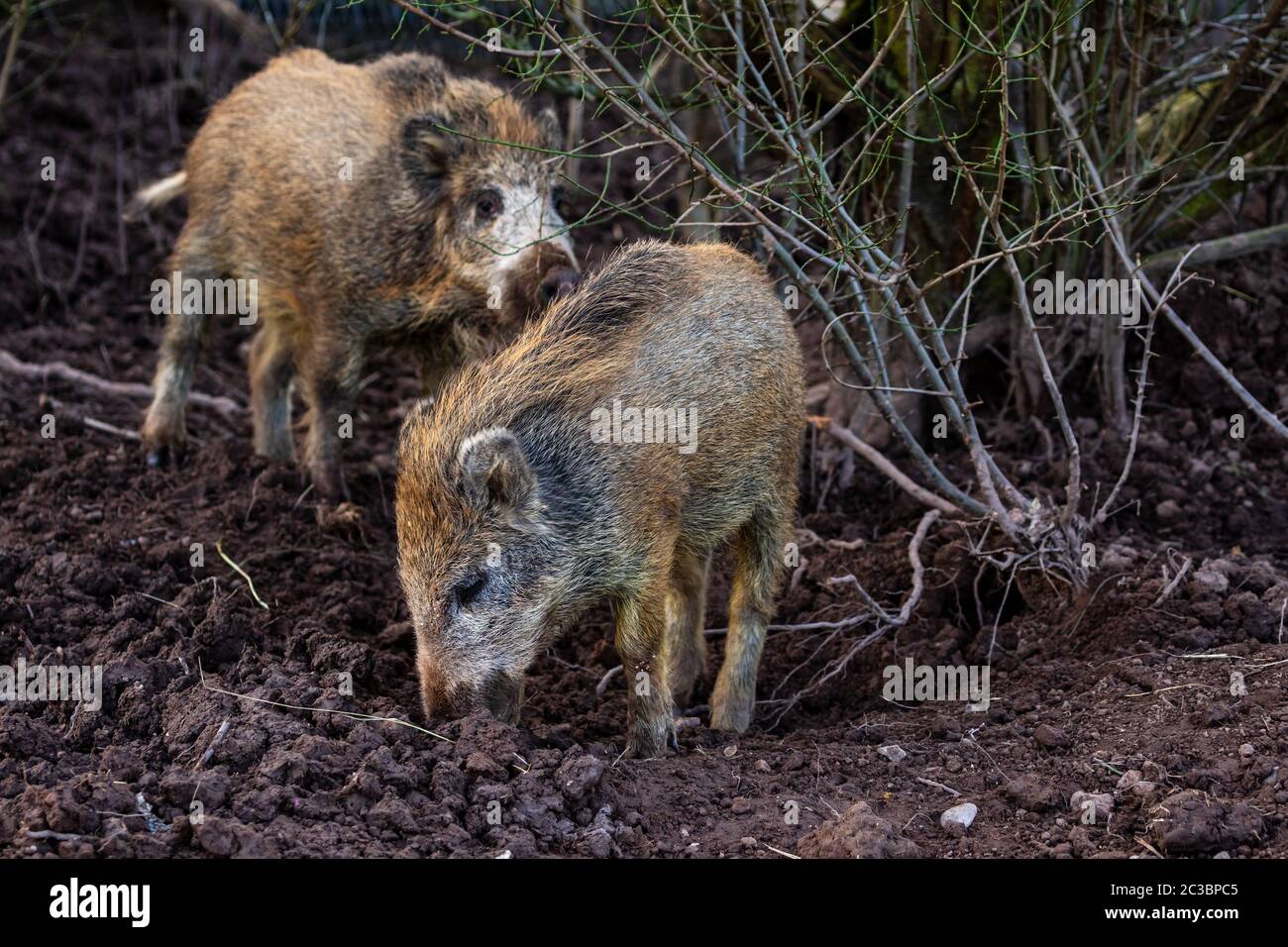 Junges Wildschwein im Wald Stockfoto