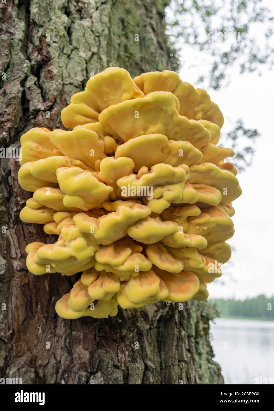 Sommer Natur Bild mit Laetiporus sulfureus - Arten von Bracketpilz (Pilze, die auf Bäumen wachsen), Schwefel Regal oder Hühnerpilz Stockfoto