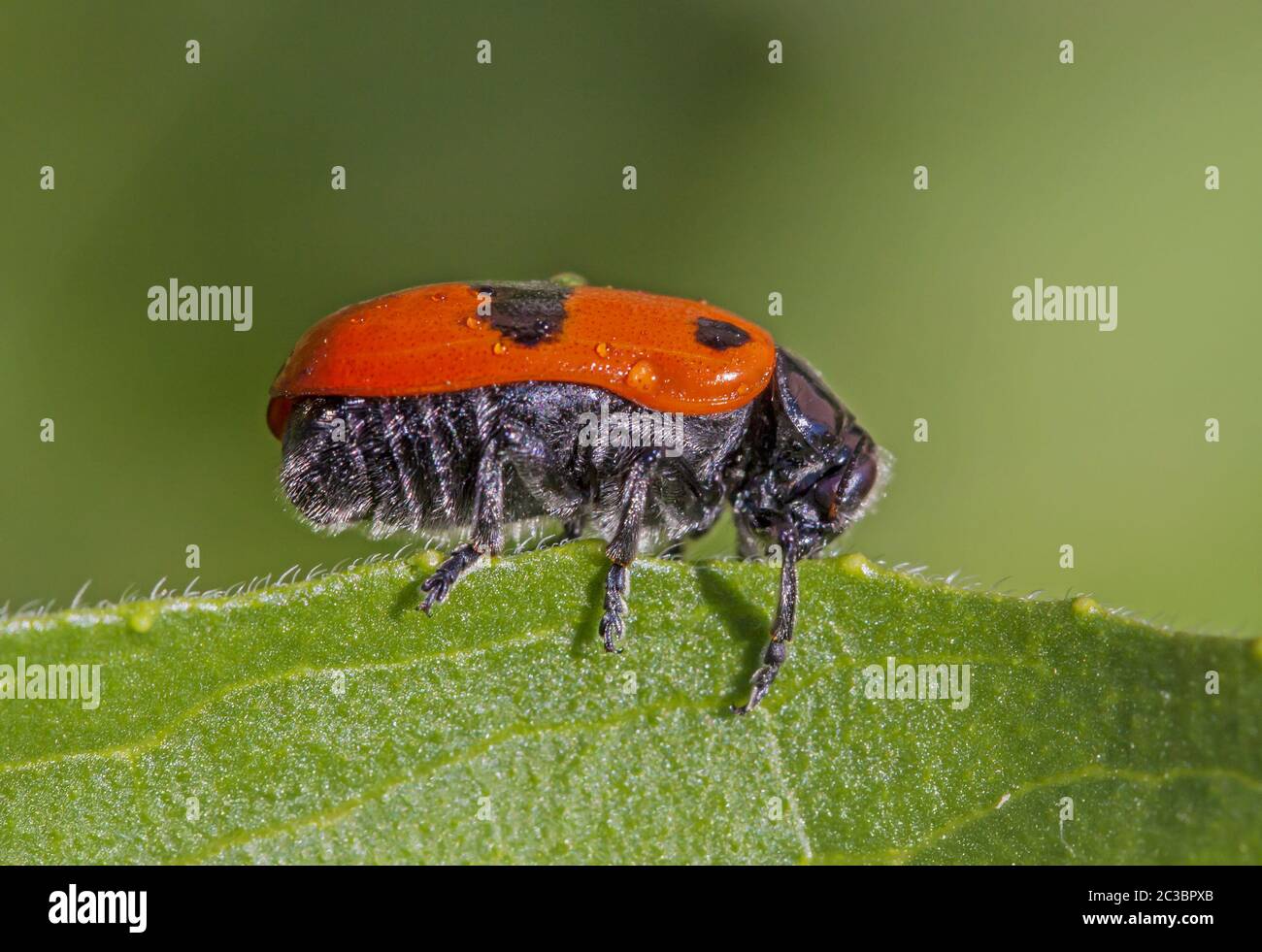 Ameisenbeutelkäfer „Clytra laeviuscula“ Stockfoto