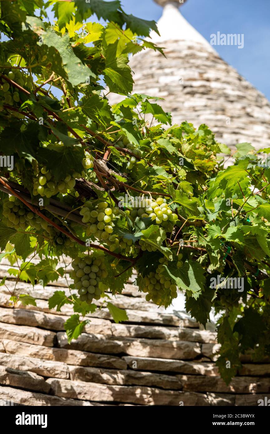 Weinreben auf dem Stein Dach von Trulli in Alberobello, Italien. Der Baustil ist spezifisch für die murge Bereich der italienischen Region ein Stockfoto