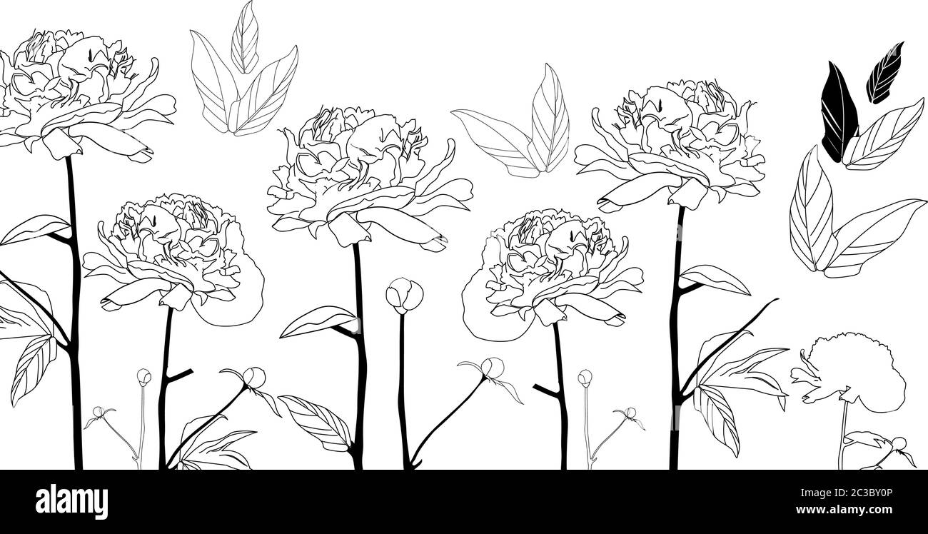 Linie Kunst schwarz und weiß Pfingstrosen Blumen auf isolierten Hintergrund. Vektor Stock Vektor