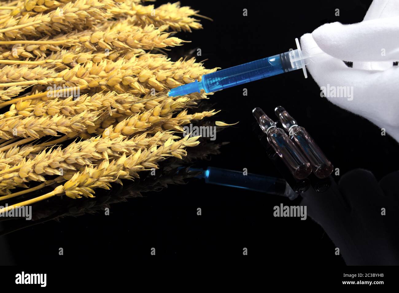 Ein labortechniker hält eine Spritze mit einer Chemikalie in seine Hände und Tests Weizen und Körner für GVO. Weizen und Korn Tests für GVO. Genetisch veränderte Stockfoto