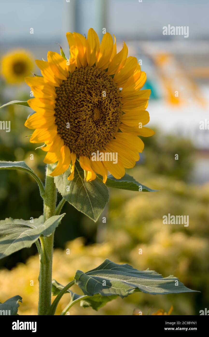 Das Nahaufnahme Bild von Sonnenblume in Sonnenblumengarten von Singapur Changi Flughafen. Der Bokeh Hintergrund ist das Flugzeug Parken im Flughafen. Stockfoto