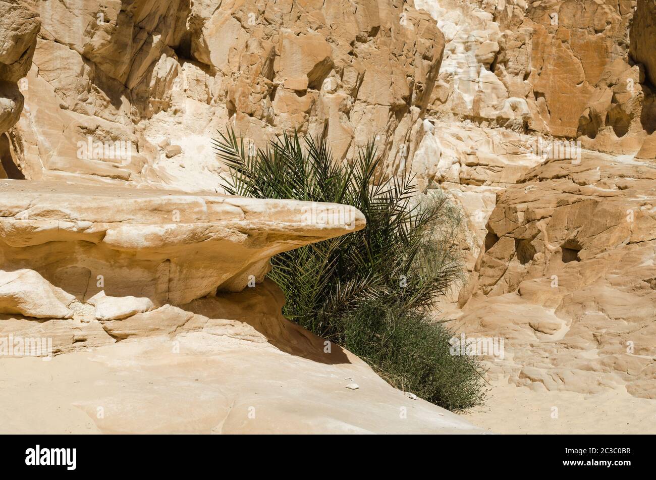 Grüne Pflanzen zwischen den Felsen in der Wüste Schlucht in Ägypten Dahab Süd Sinai Stockfoto