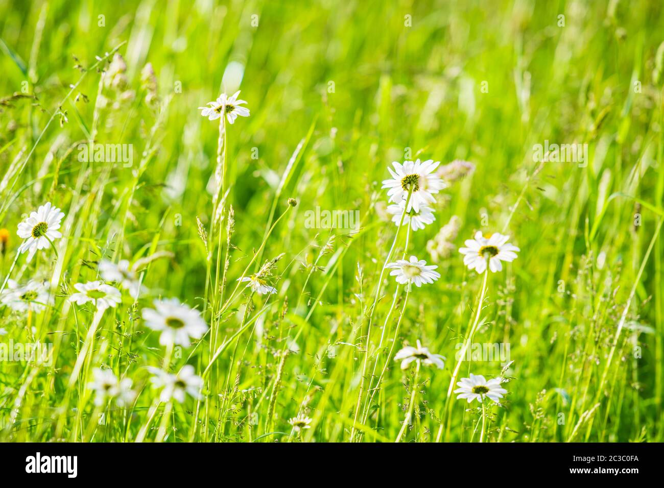 Blüte der Gänseblümchen. Ochsenblüten, in einem üppigen grünen Feld Großbritannien Stockfoto