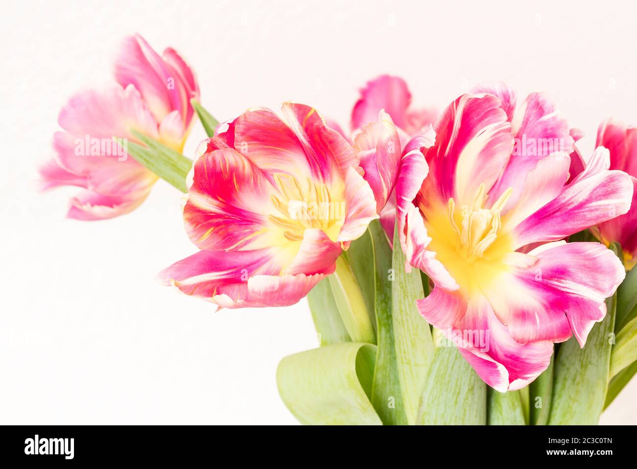 Blick in die Blüte einer gelb-rosa geflammten Papageientulpe als High-Key-Schuss Stockfoto