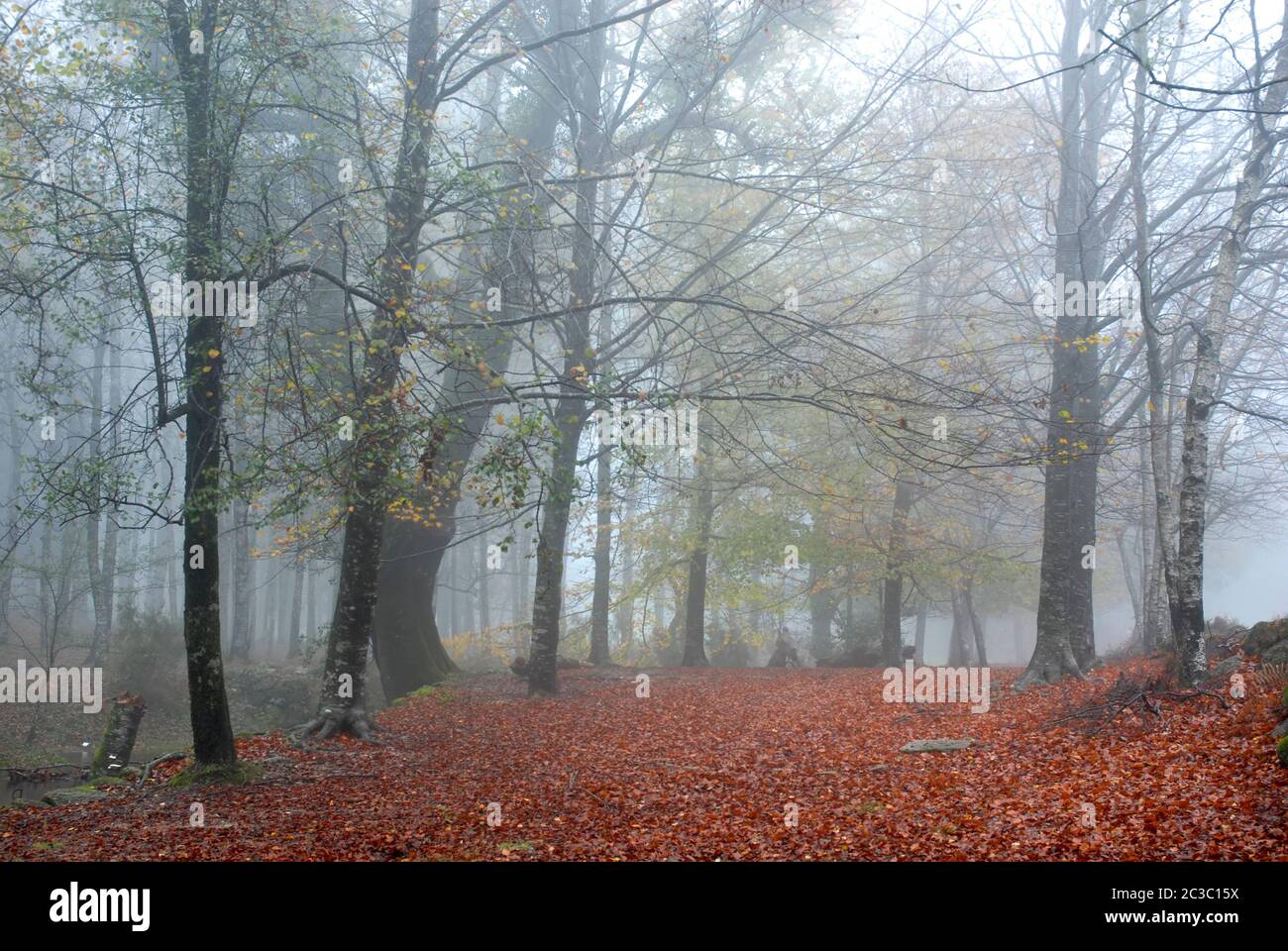 Herbstnebel im Wald im portugiesischen Nationalpark Stockfoto