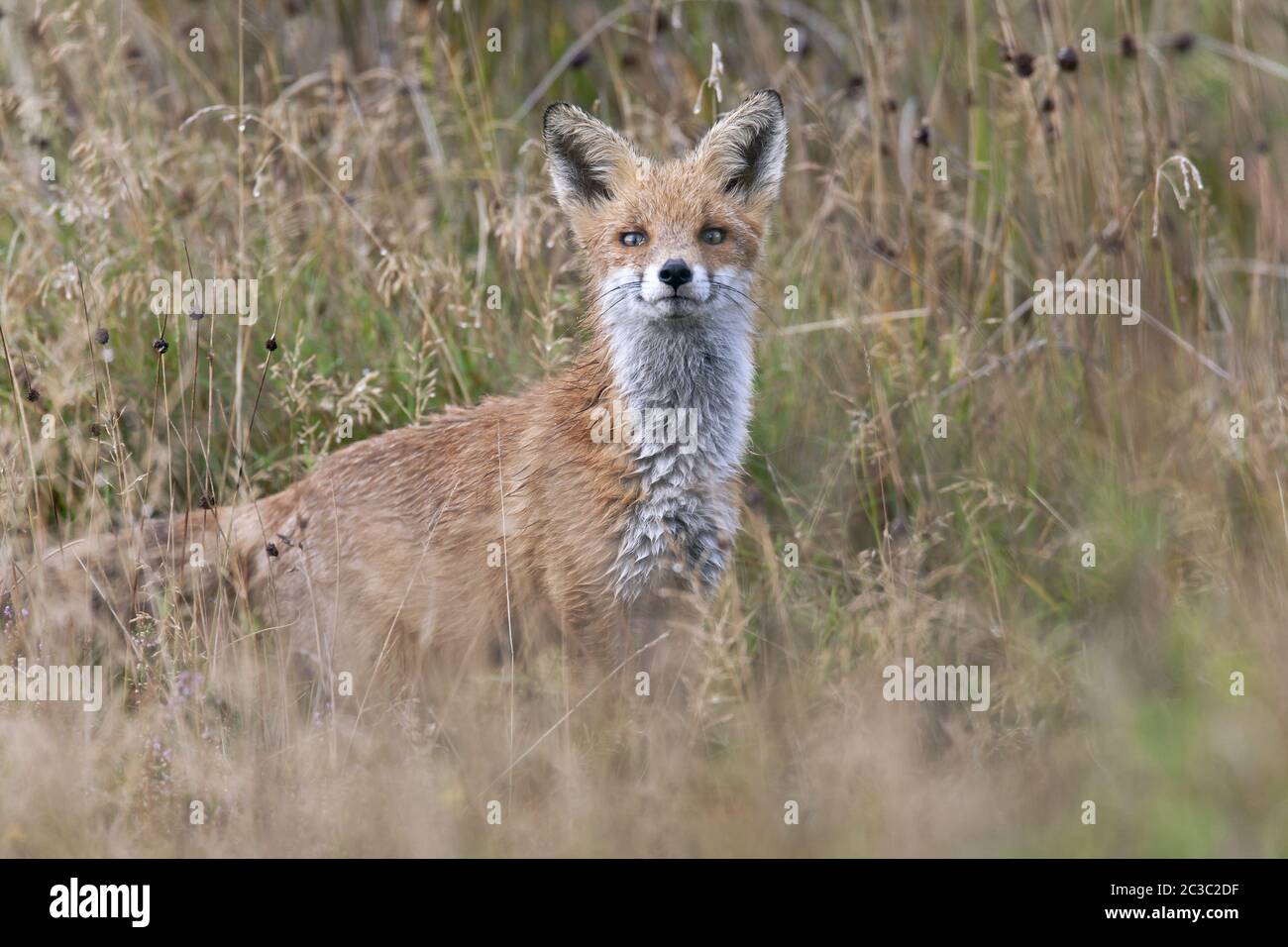 Red Fox auf der Suche nach Nahrung Stockfoto
