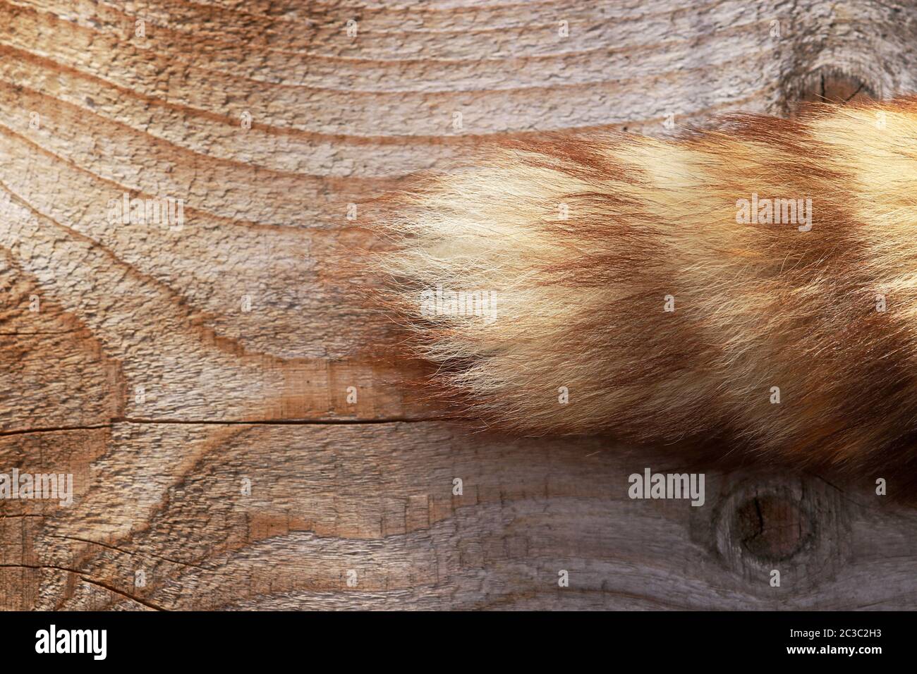 Ein Fuchsschwanz auf einem hölzernen Hintergrund. Der Schwanz eines Tieres Stockfoto