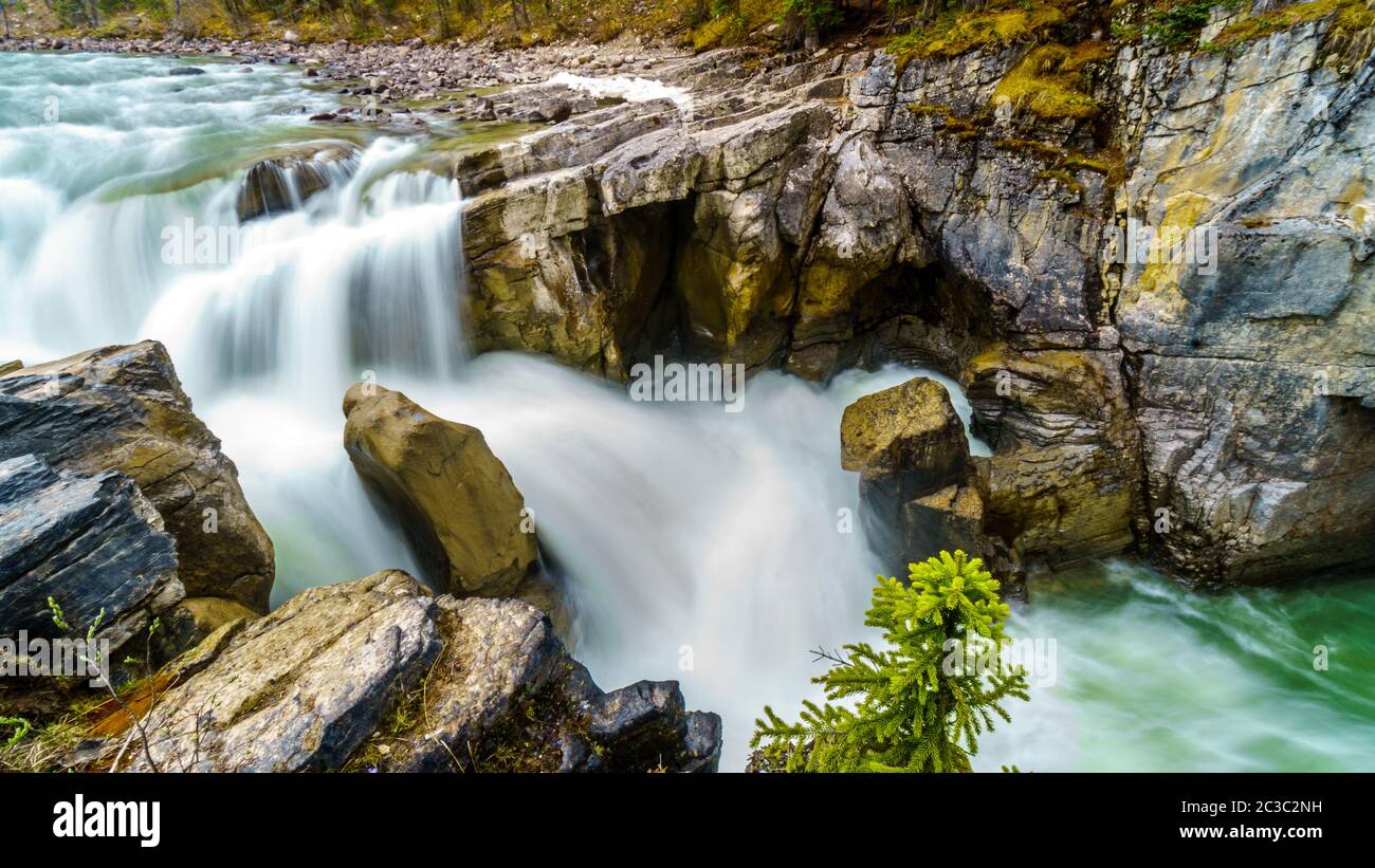 Das Wasser des Sunwapta River stürzt über den Rand der Sunwapta Falls, bevor es sich in den Ayjabasca River im Jasper National Park in Alberta, Kanada, einfügt Stockfoto