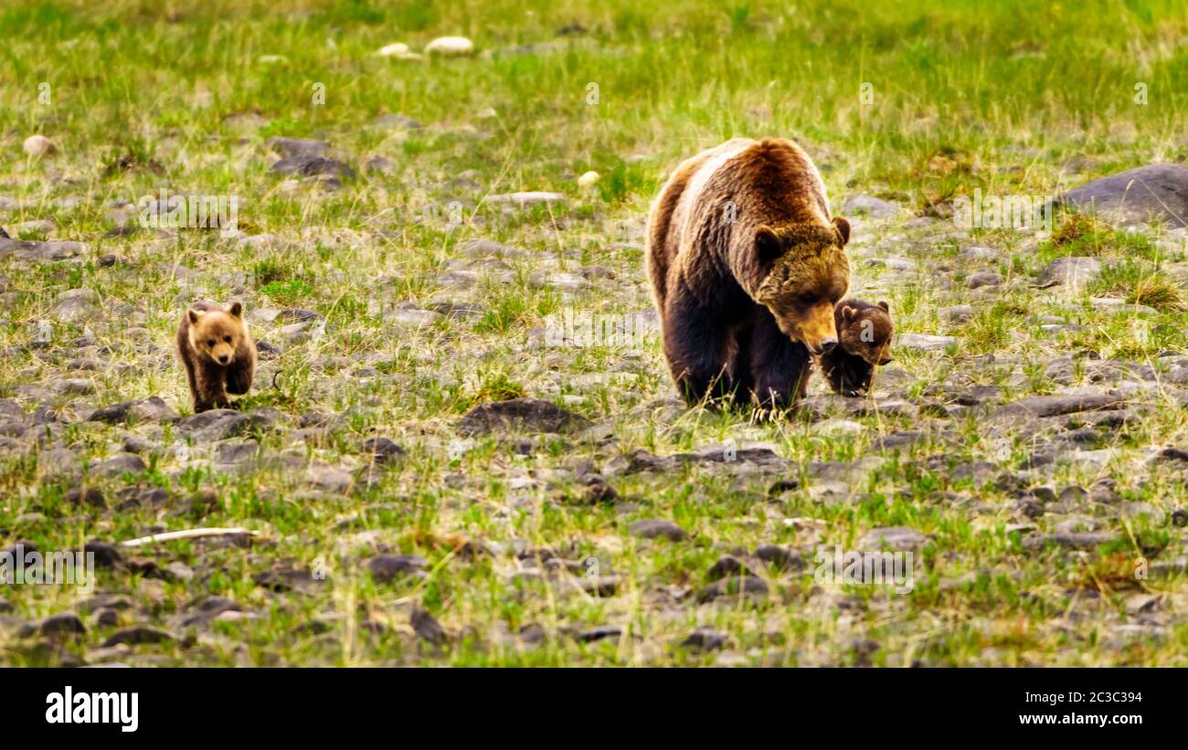 Mutter Grizzly Bear mit zwei jungen Jungen, die durch den Jasper National Park in Alberta, Kanada, wandern Stockfoto