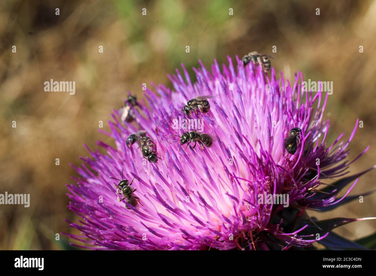 Distel Blumen Stockfoto