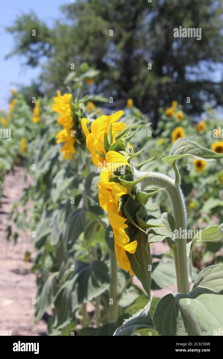 Ein Feld von Sonnenblumen Stockfoto