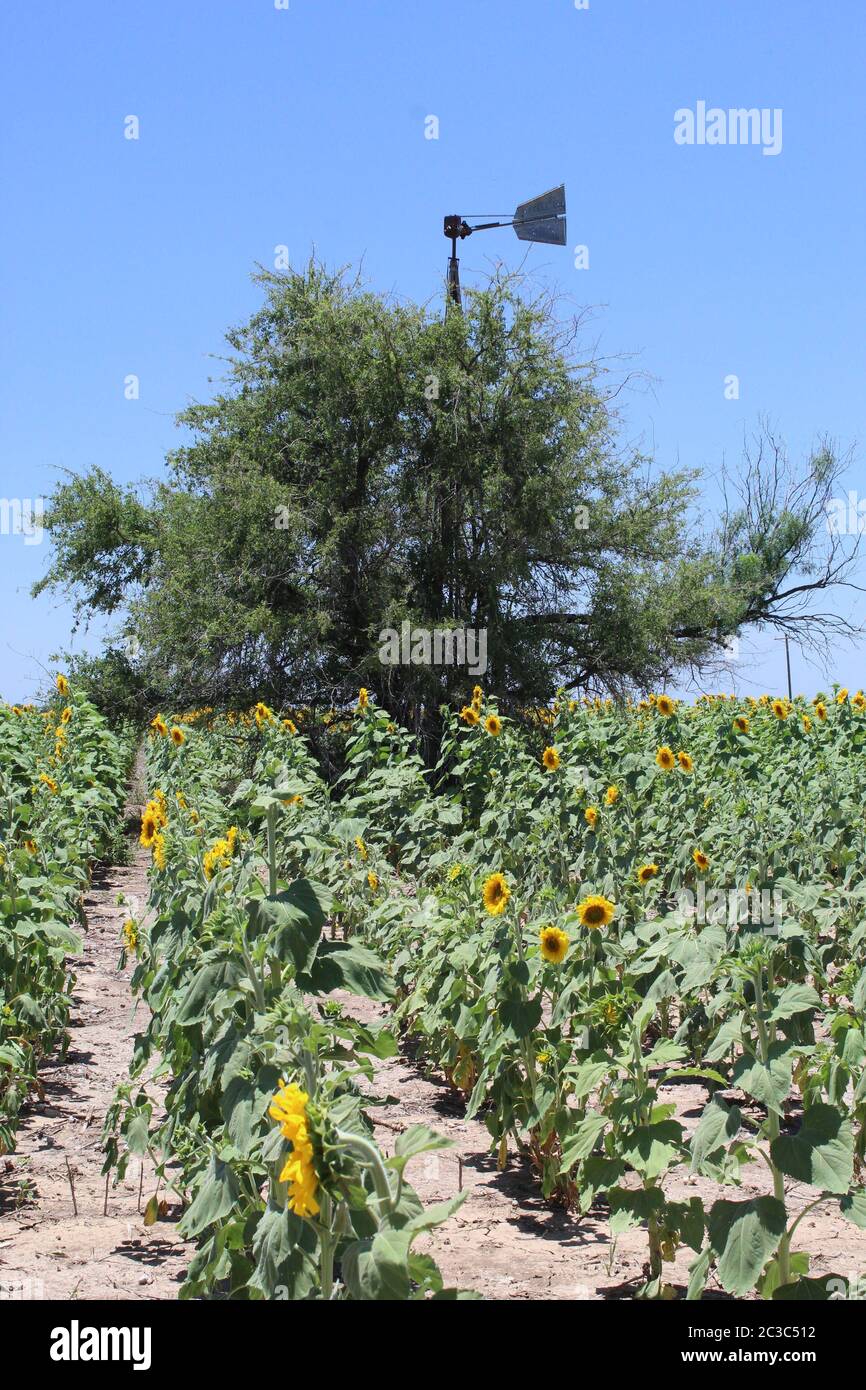 Eine alte Windmühle, die in einem Feld von Sonnenblumen steht Stockfoto