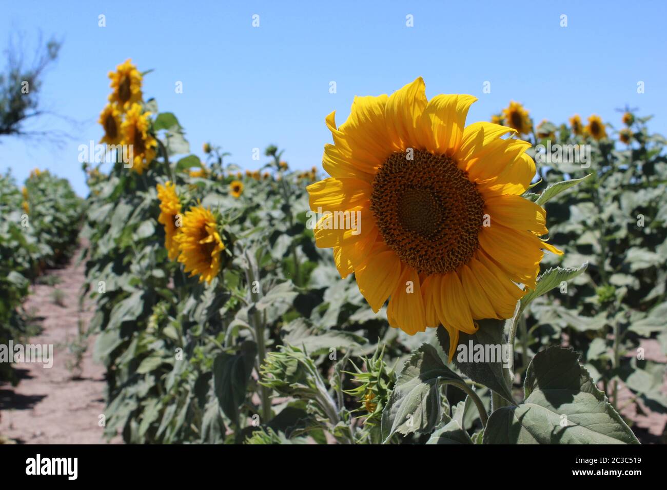 Ein Feld von Sonnenblumen Stockfoto