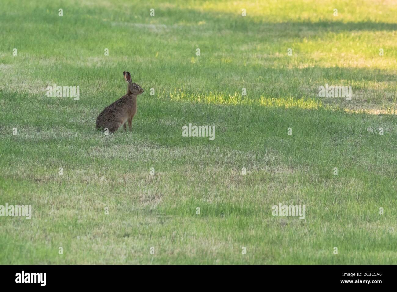 Ein einzelner Braunhase (UK) in einem Yorkshire-Feld, England. Stockfoto