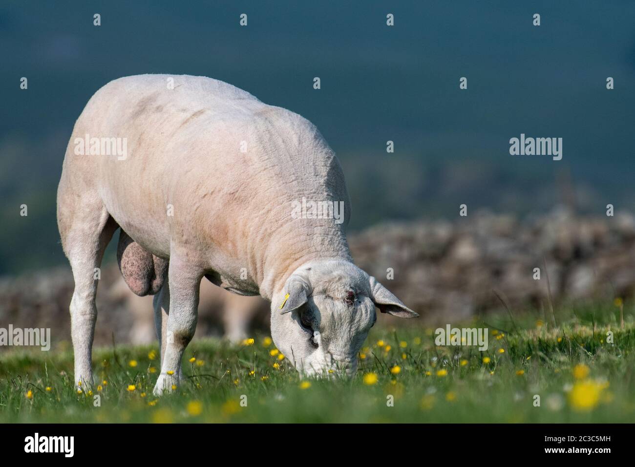 Neu geschert Texel RAM grasen eine Hochland Weide, North Yorkshire, Großbritannien. Stockfoto