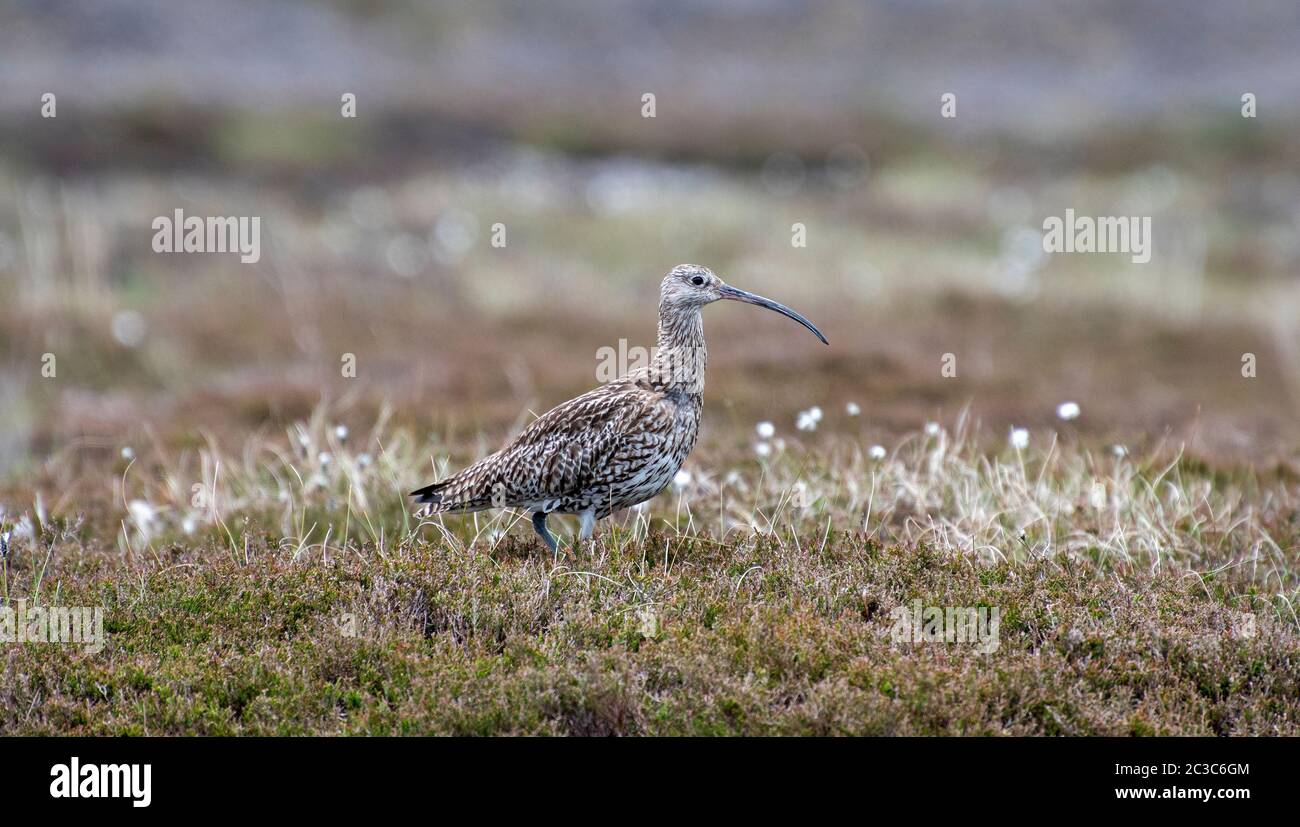 Curlew für Erwachsene, Numenius arquata, auf Heidekraut in der Brutsaison im Yorkshire Dales National Park, Großbritannien. Stockfoto