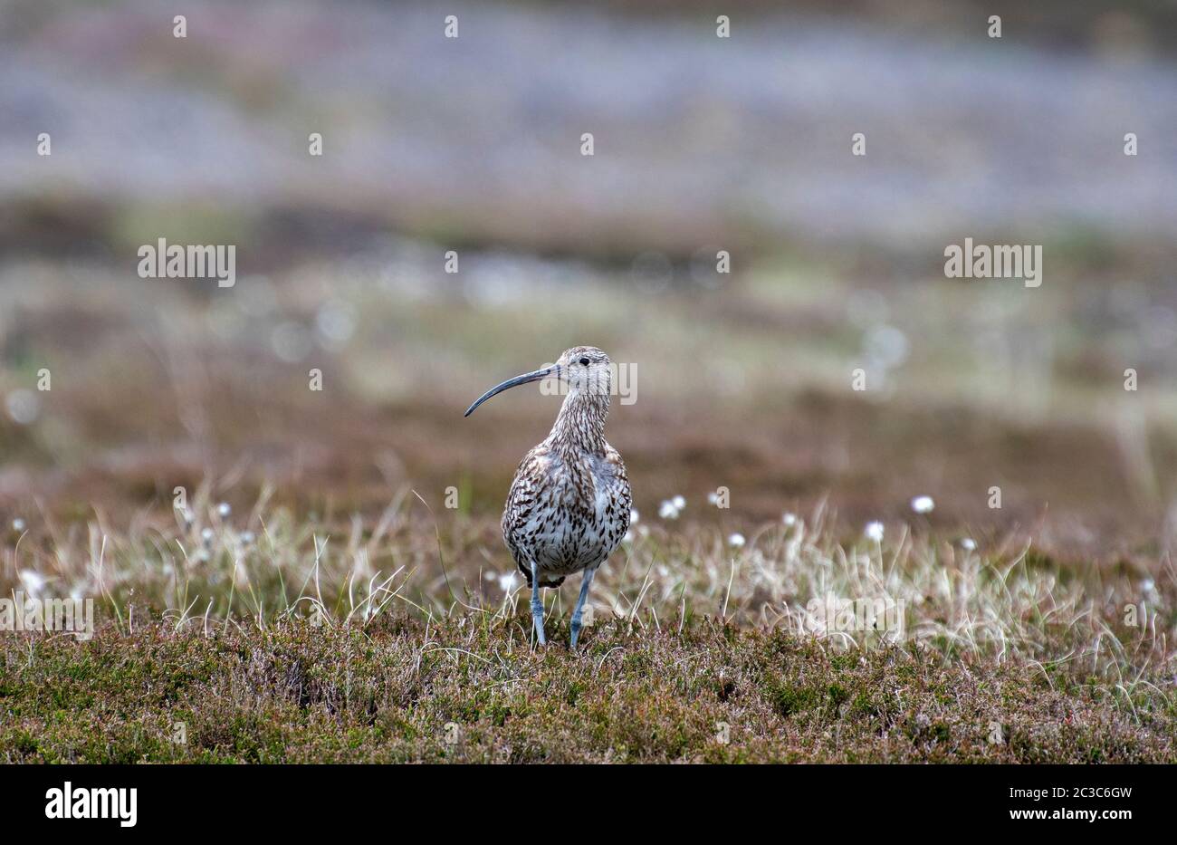 Curlew für Erwachsene, Numenius arquata, auf Heidekraut in der Brutsaison im Yorkshire Dales National Park, Großbritannien. Stockfoto