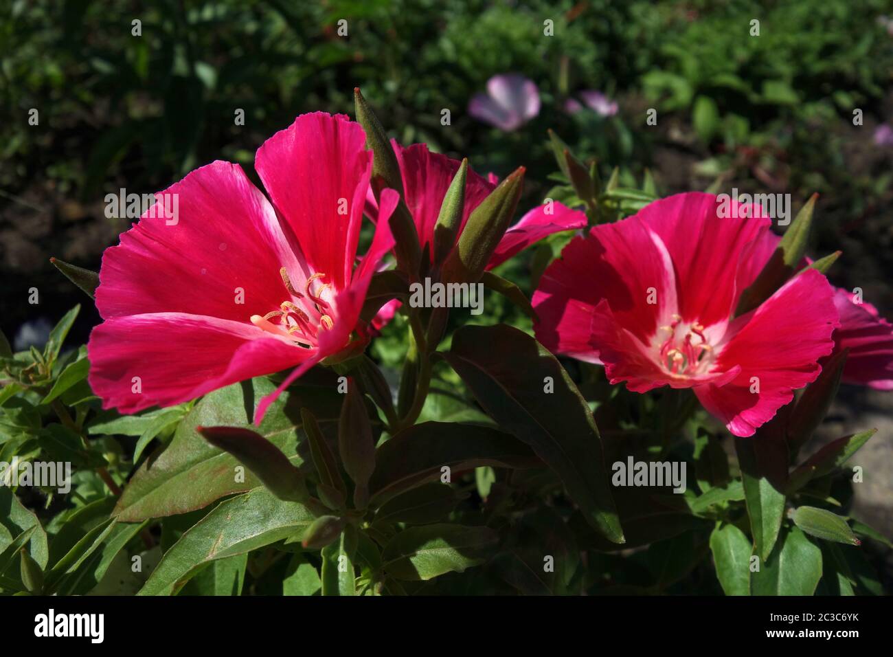 Clarkia amoena Stockfoto