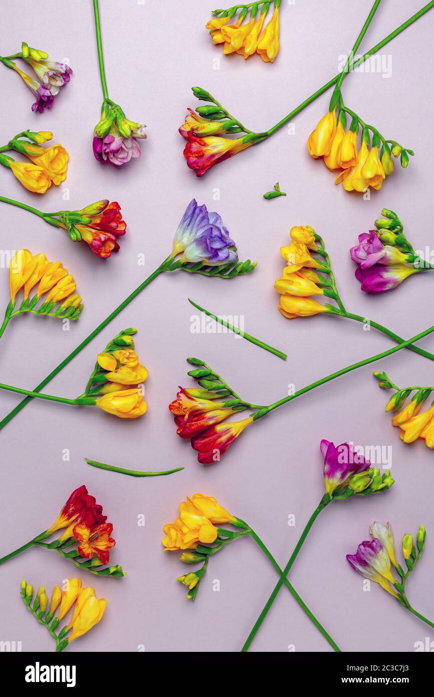 Floraler Hintergrund mit bunten Freesias. Stockfoto