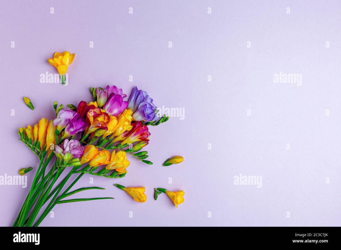 Bouquet von bunten Freesias. Stockfoto